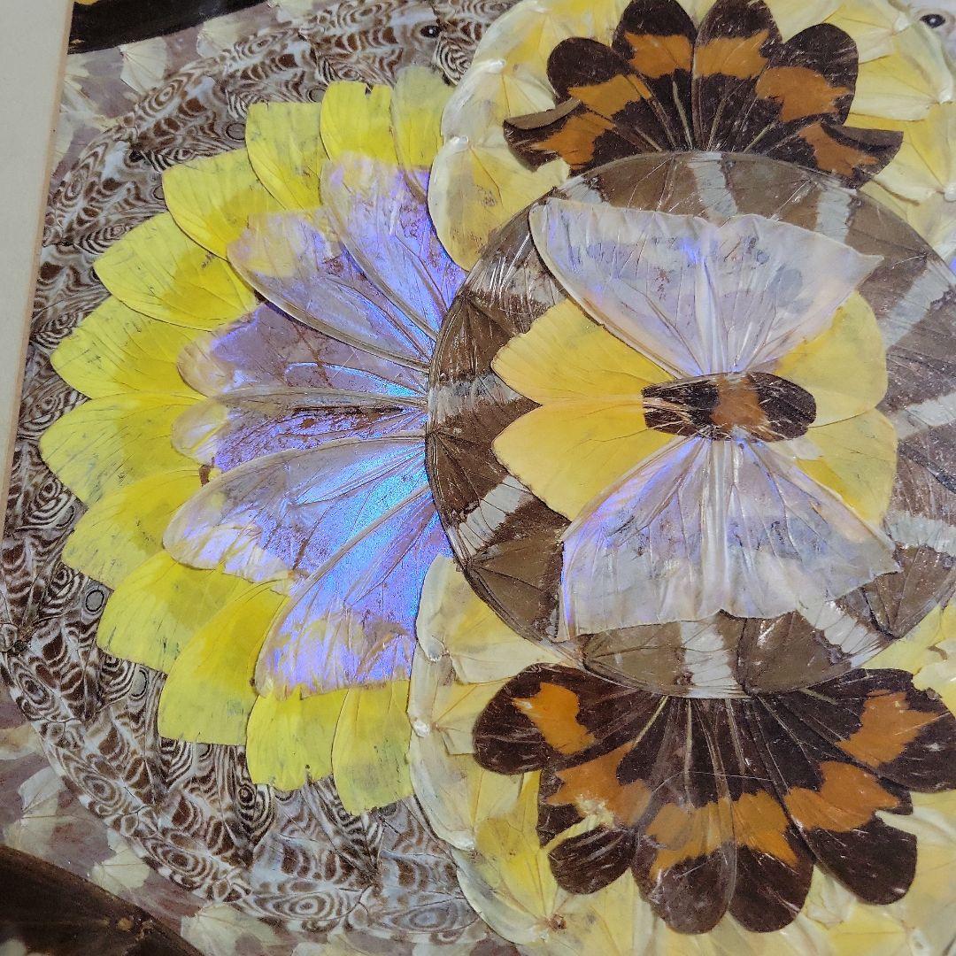 蝶の標本アート フレーム付き A4サイズ