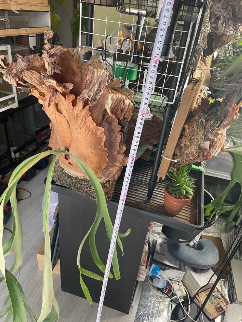 ビカクシダ　ウィリンキー　120cm大株　ヘゴ板付き