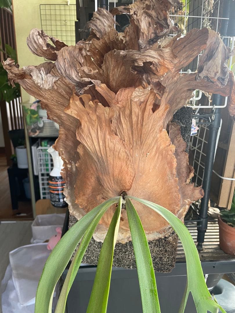 ビカクシダ　ウィリンキー　120cm大株　ヘゴ板付き