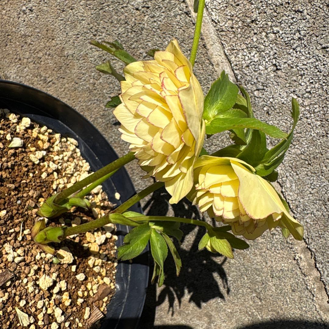 クリスマスローズ　多弁　クリームイエロー