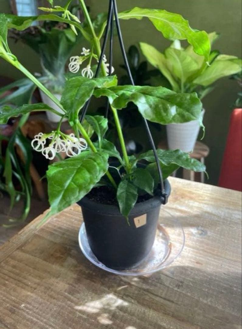 HOYA デシプラエ　①