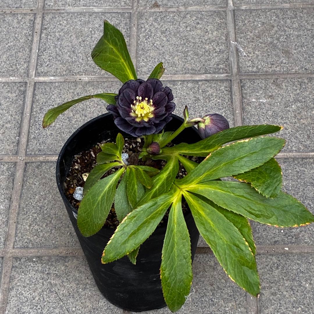 A*️様 3478☘️限定1株☘️未株分☘️花付☘️レア☘️スモーキーダーク⭐️