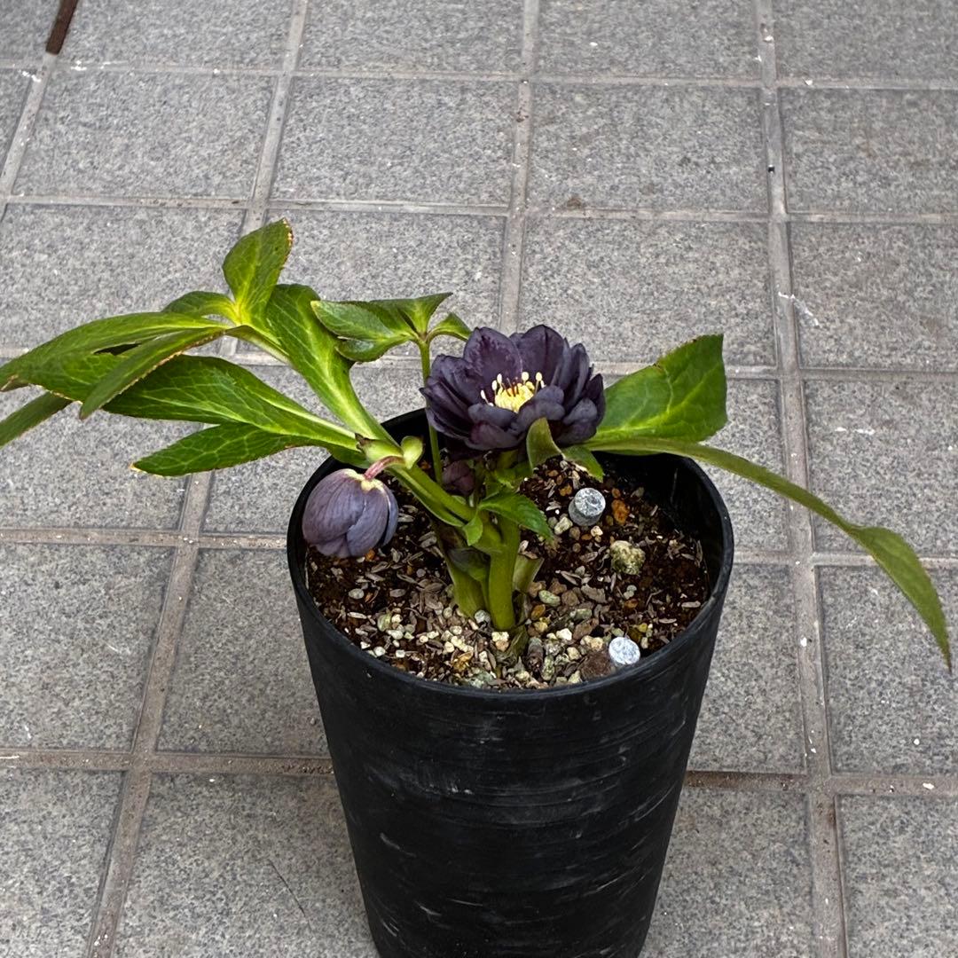 A*️様 3478☘️限定1株☘️未株分☘️花付☘️レア☘️スモーキーダーク⭐️