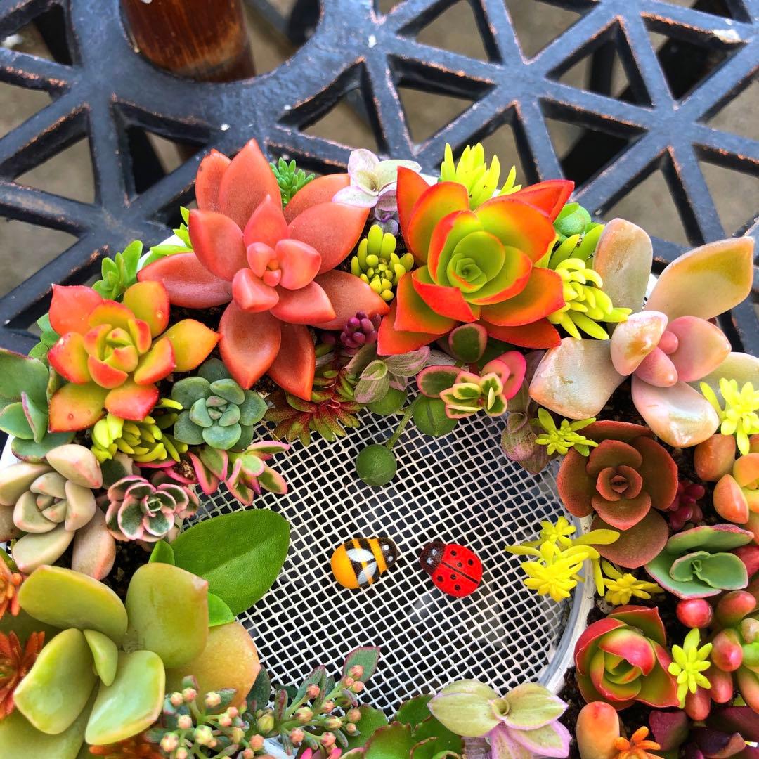 マロン様確認用　そのまま飾れる多肉植物寄せ植え　リース　管理書付
