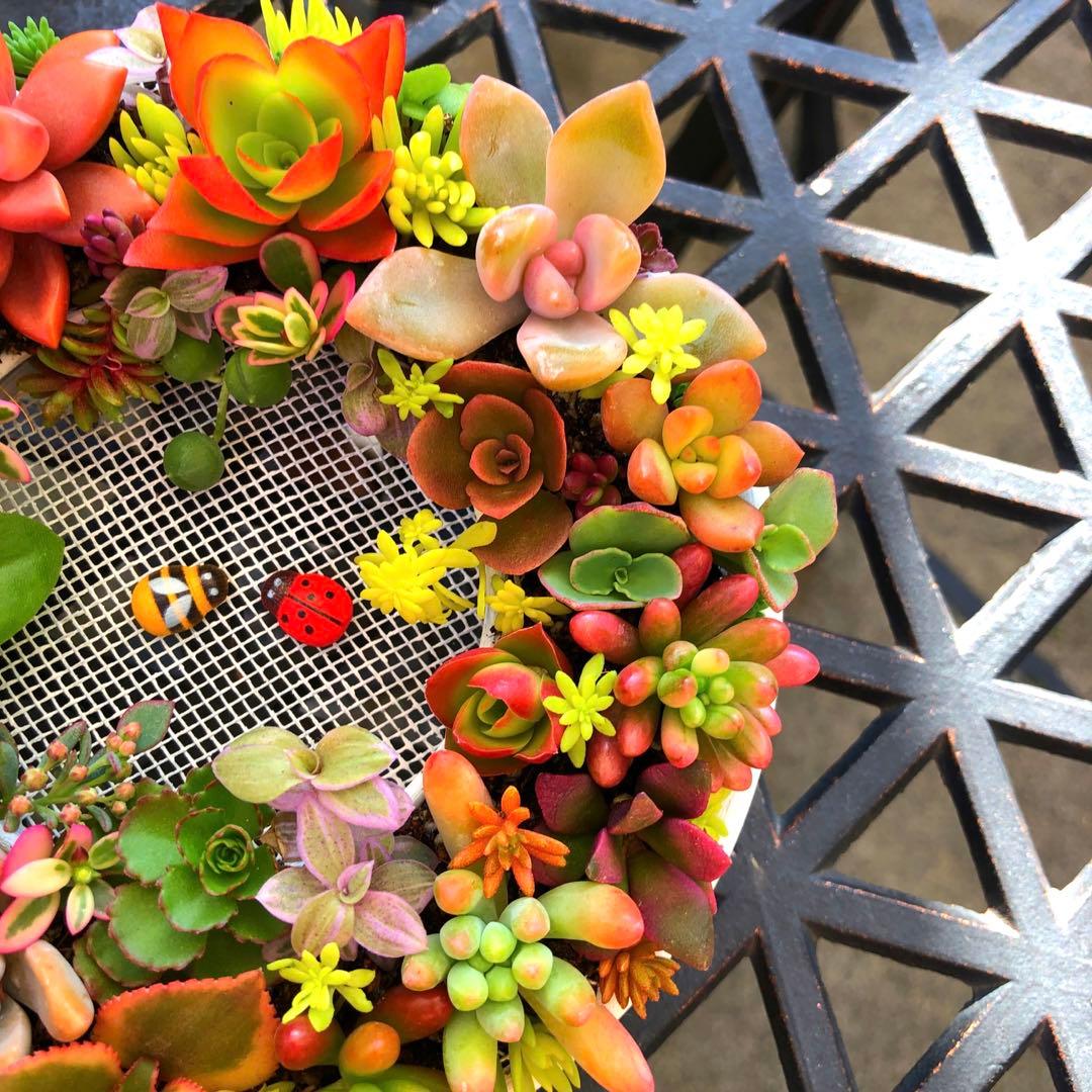マロン様確認用　そのまま飾れる多肉植物寄せ植え　リース　管理書付