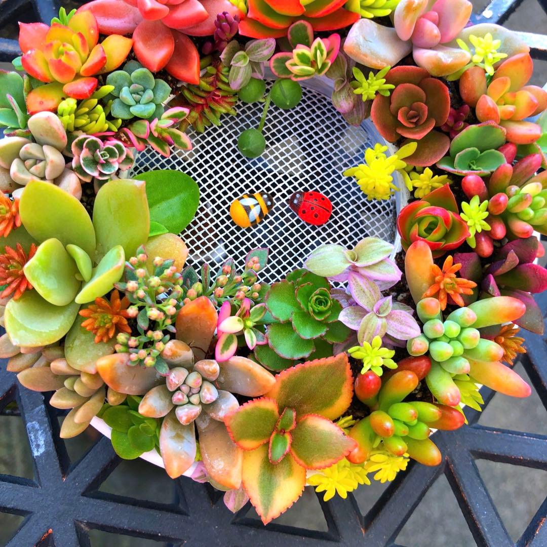 マロン様確認用　そのまま飾れる多肉植物寄せ植え　リース　管理書付