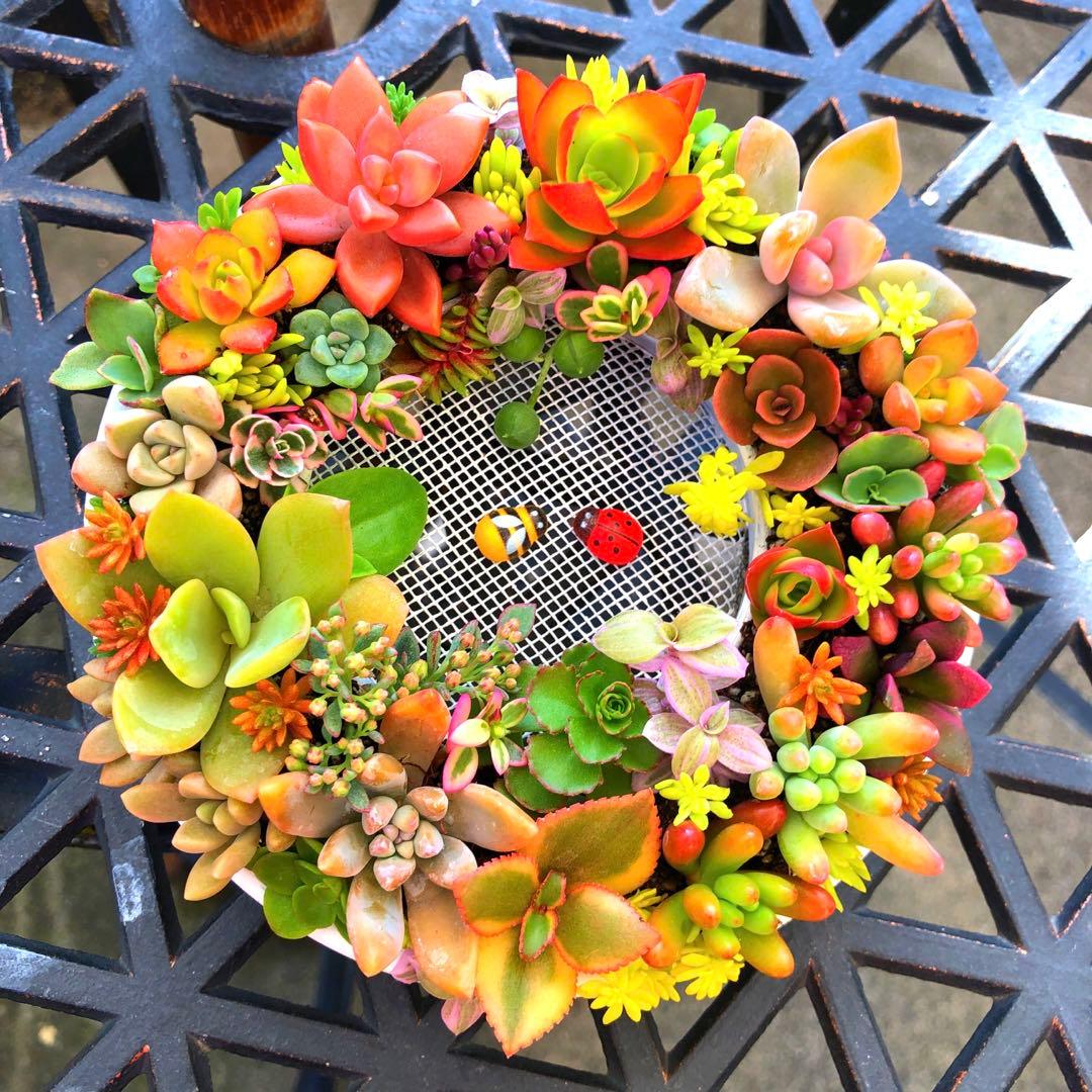マロン様確認用　そのまま飾れる多肉植物寄せ植え　リース　管理書付