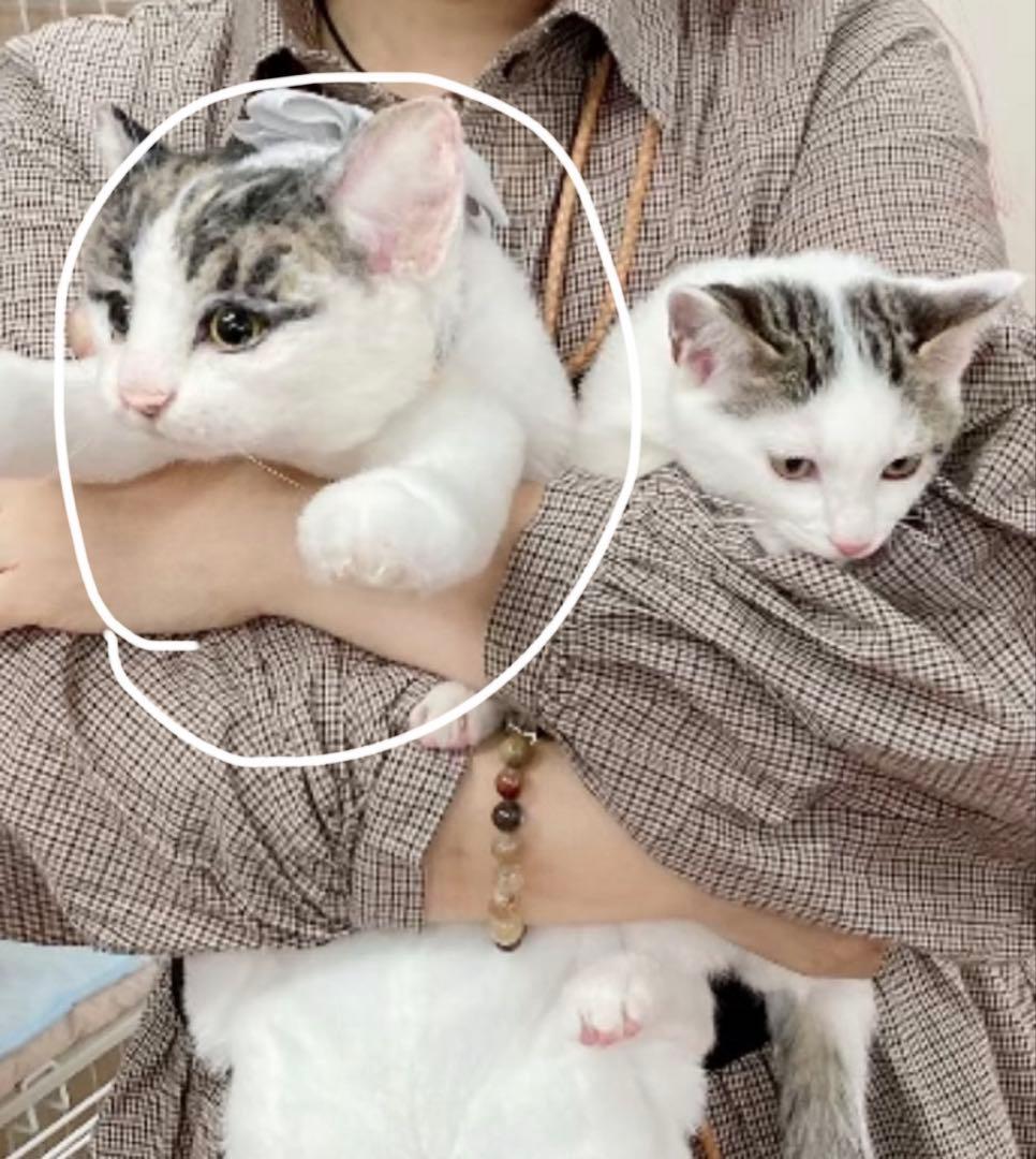 りゃん様 猫 ぬいぐるみ オーダー