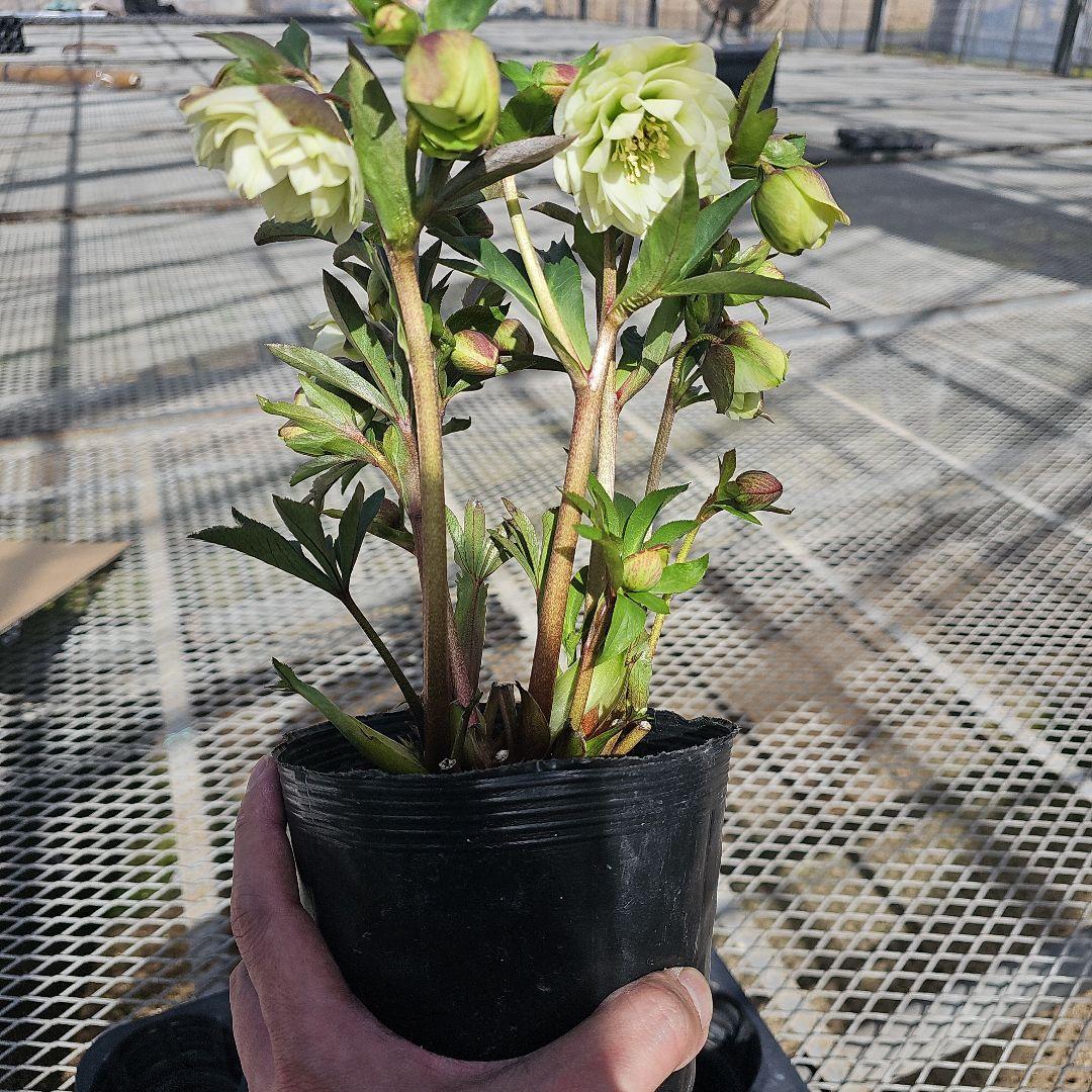 クリスマスローズ　ホワイトグリーン系ダブル