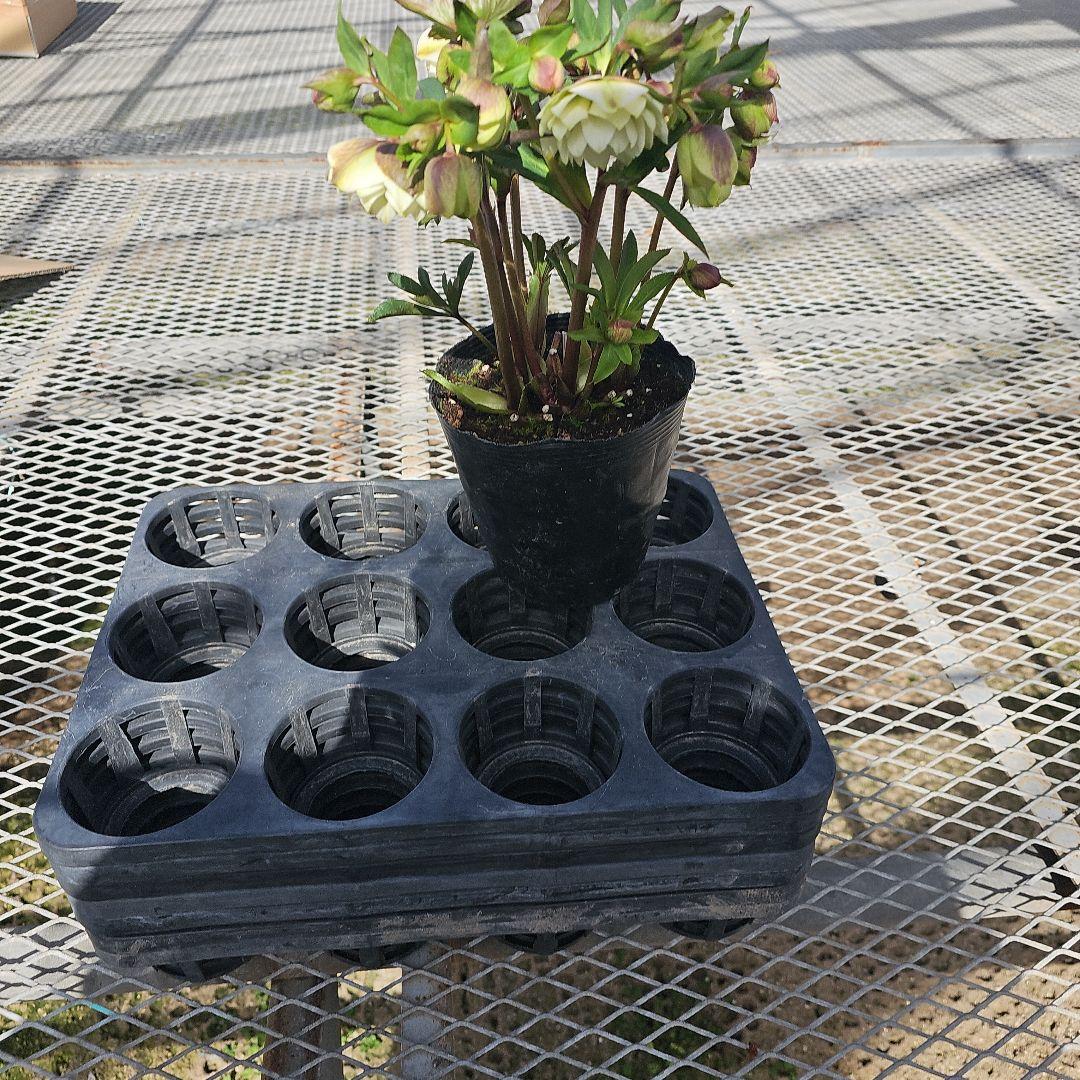 クリスマスローズ　ホワイトグリーン系ダブル