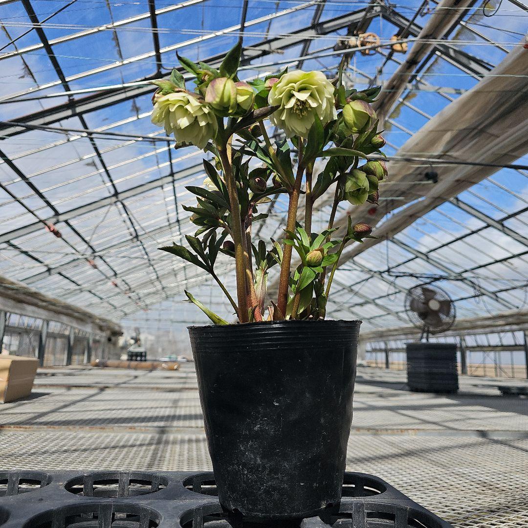 クリスマスローズ　ホワイトグリーン系ダブル