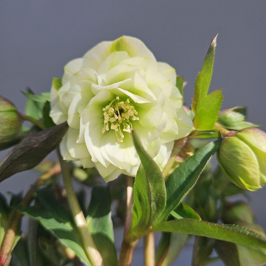 クリスマスローズ　ホワイトグリーン系ダブル