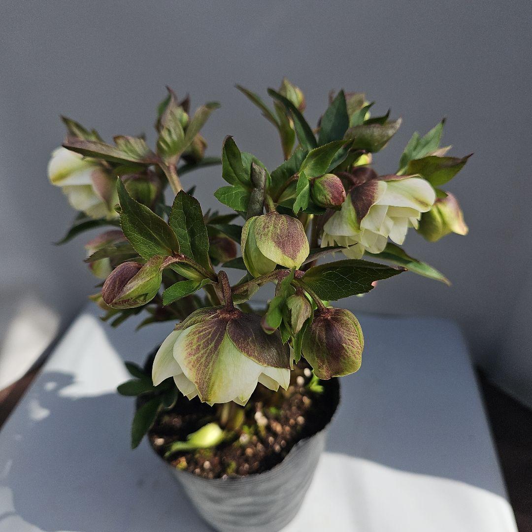 クリスマスローズ　ホワイトグリーン系ダブル