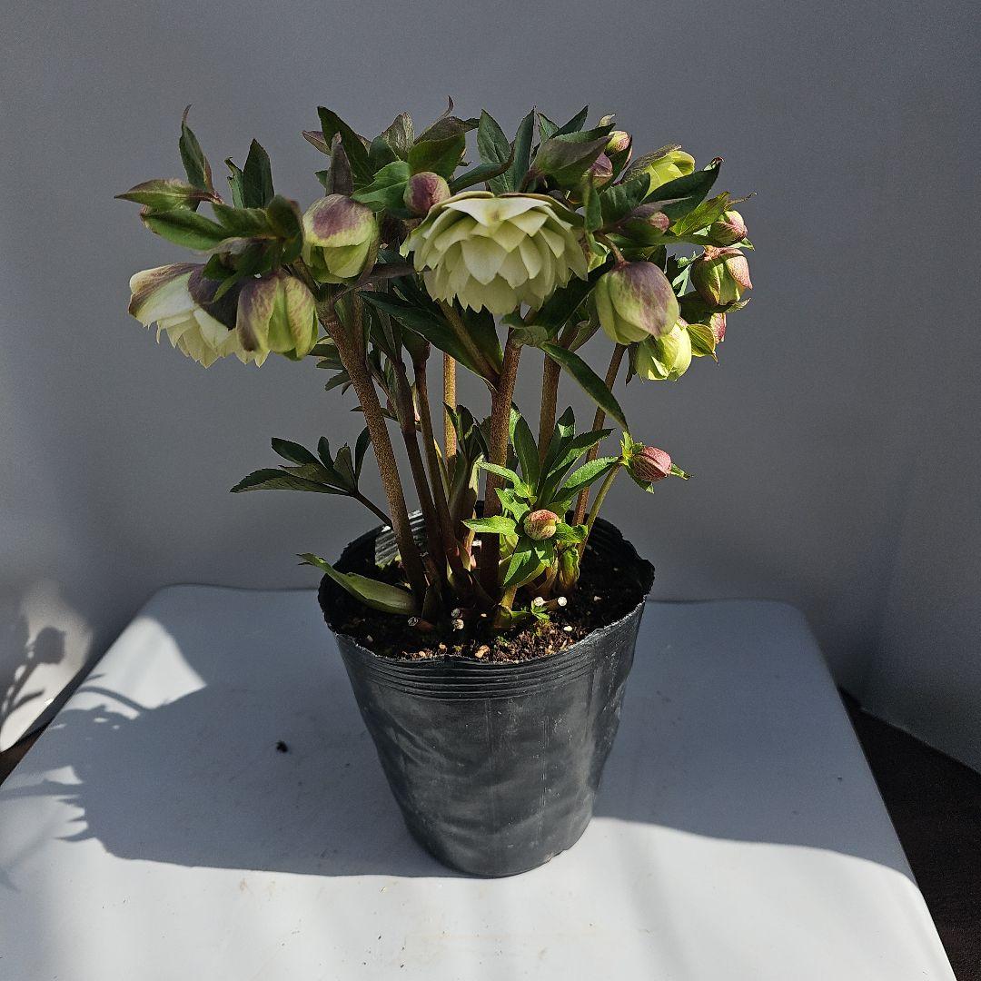 クリスマスローズ　ホワイトグリーン系ダブル