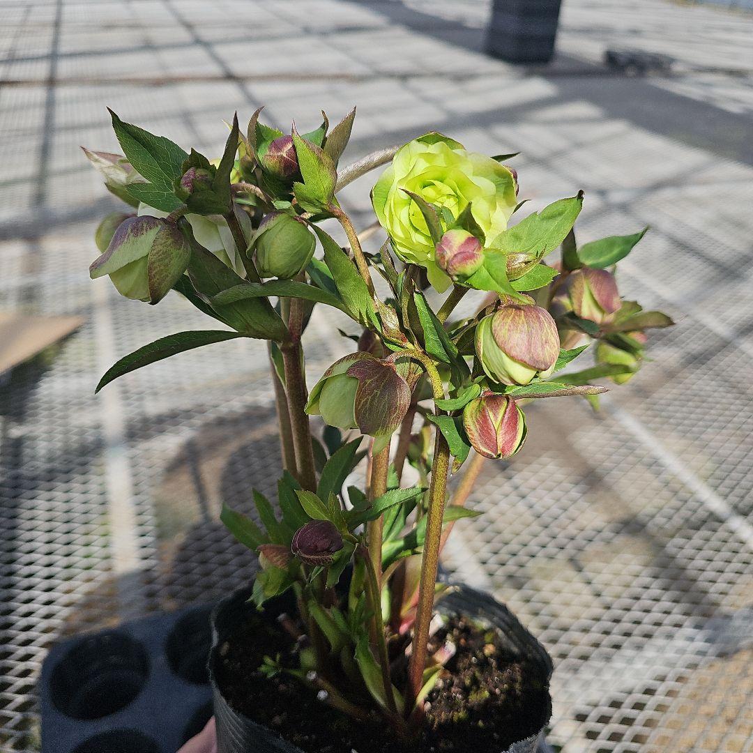 クリスマスローズ　ホワイトグリーン系ダブル