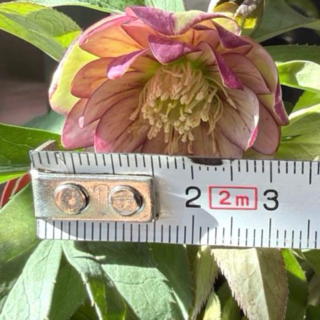 ご*ご様 【横山園芸】クリスマスローズ ベビードール（プチドール ）dd《1/1