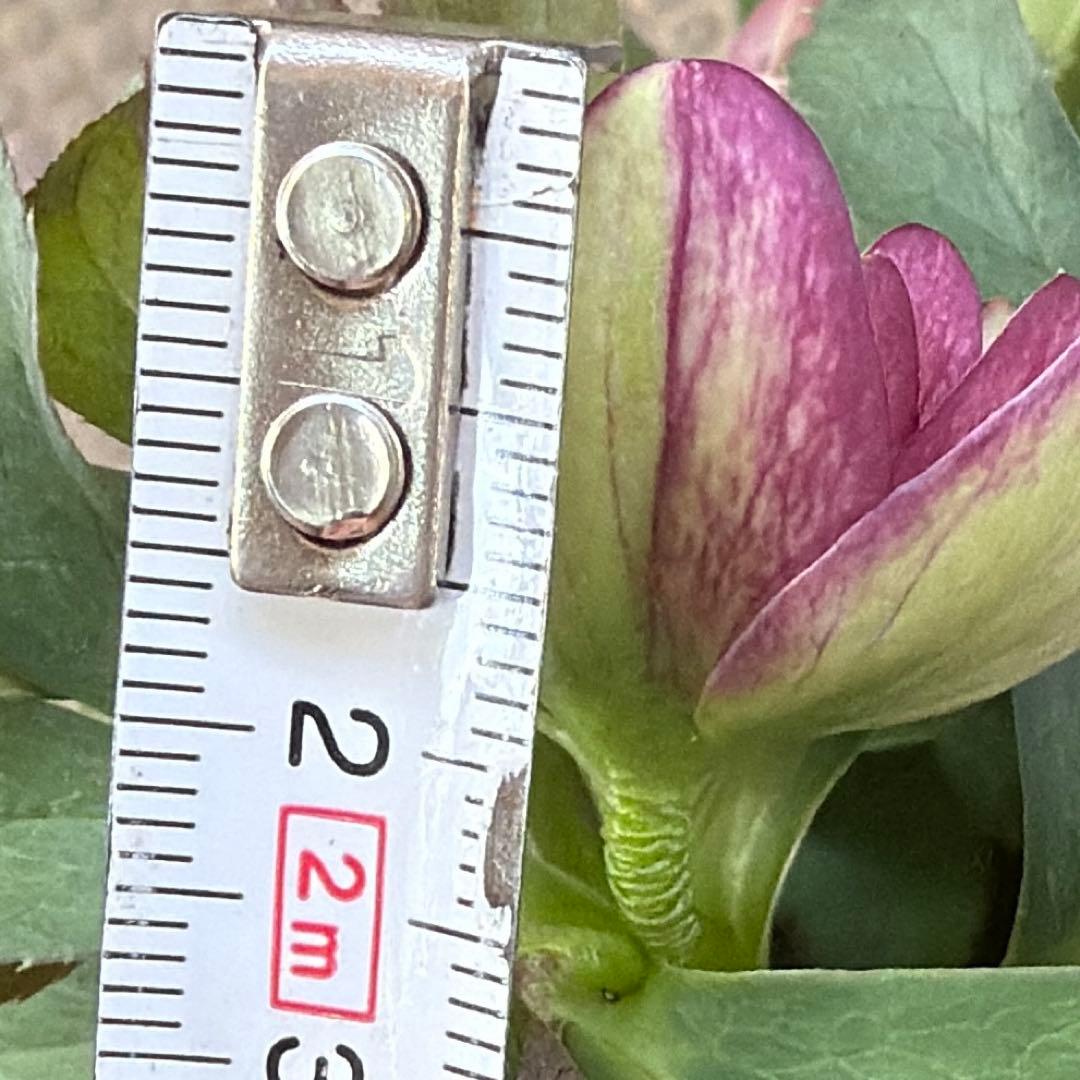 ご*ご様 【横山園芸】クリスマスローズ ベビードール（プチドール ）dd《1/1