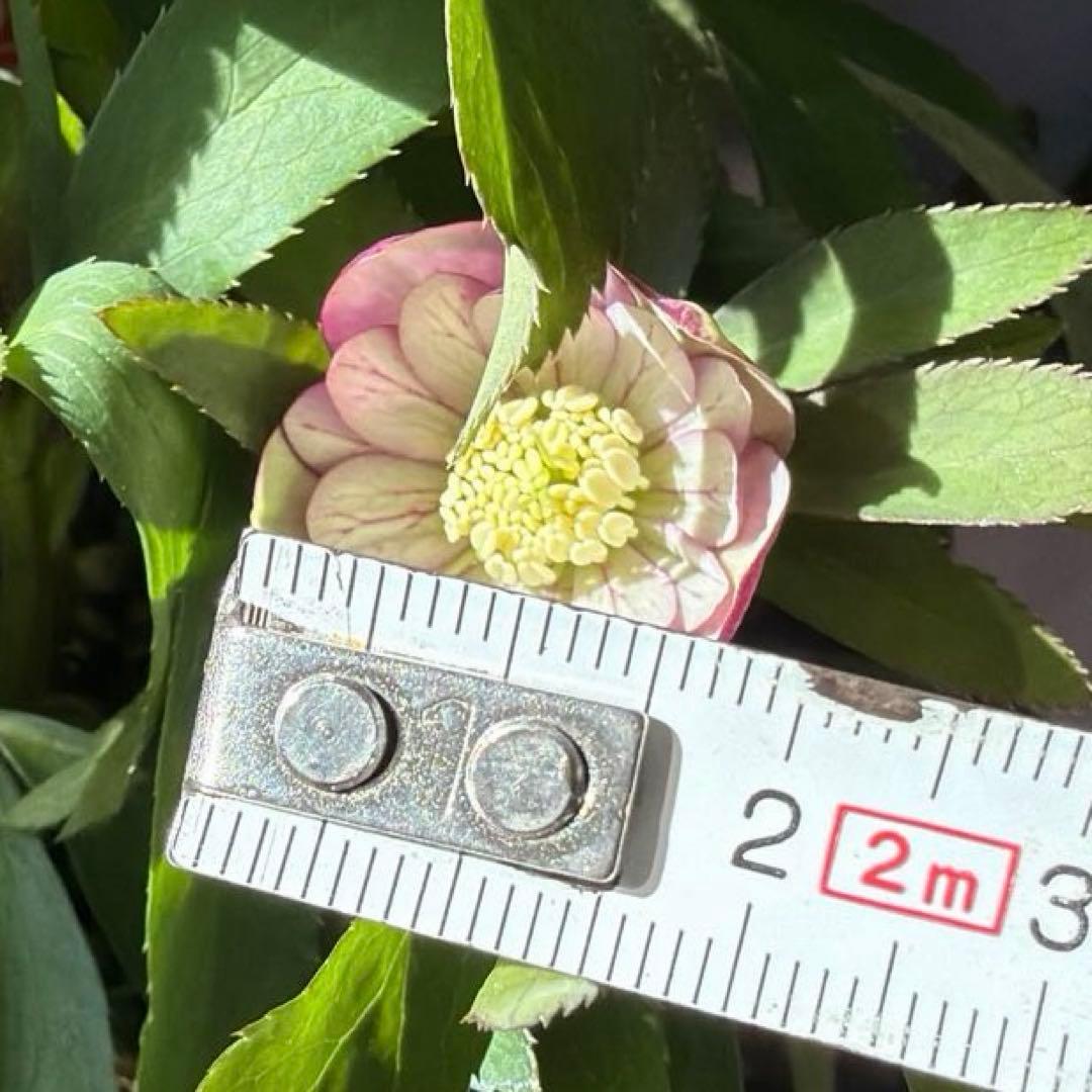 ご*ご様 【横山園芸】クリスマスローズ ベビードール（プチドール ）dd《1/1