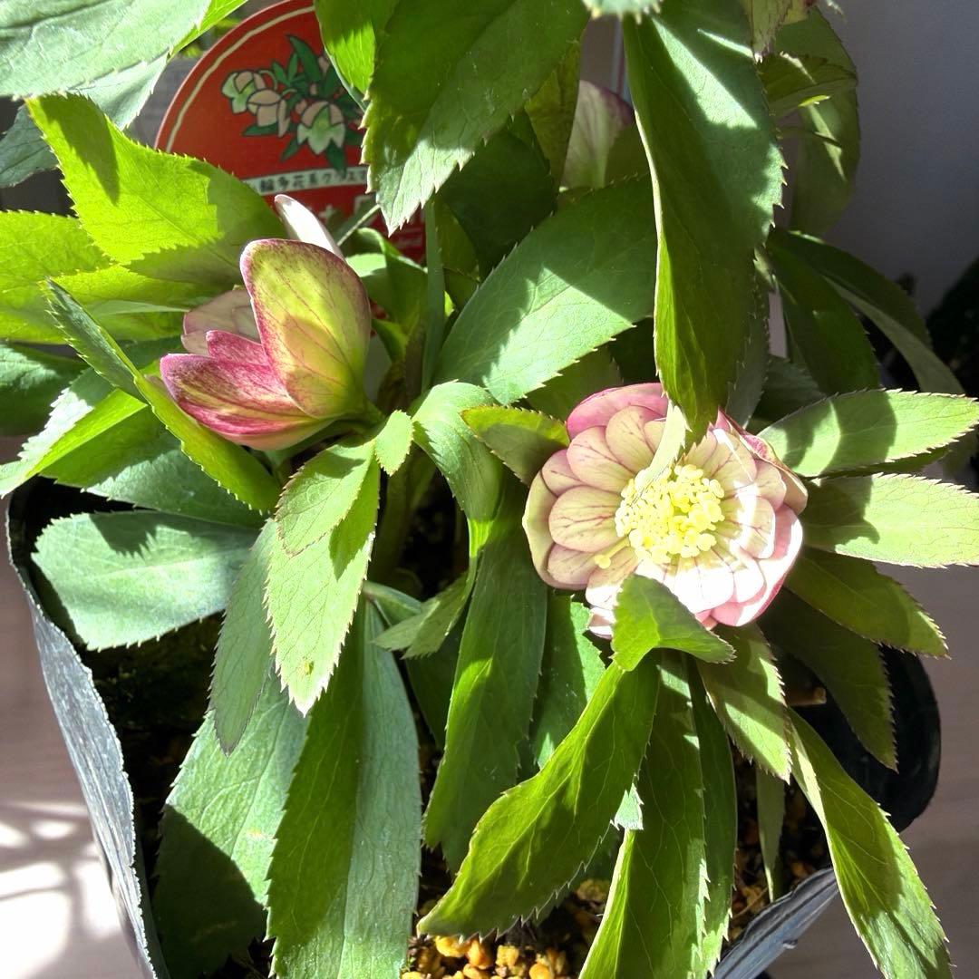 ご*ご様 【横山園芸】クリスマスローズ ベビードール（プチドール ）dd《1/1