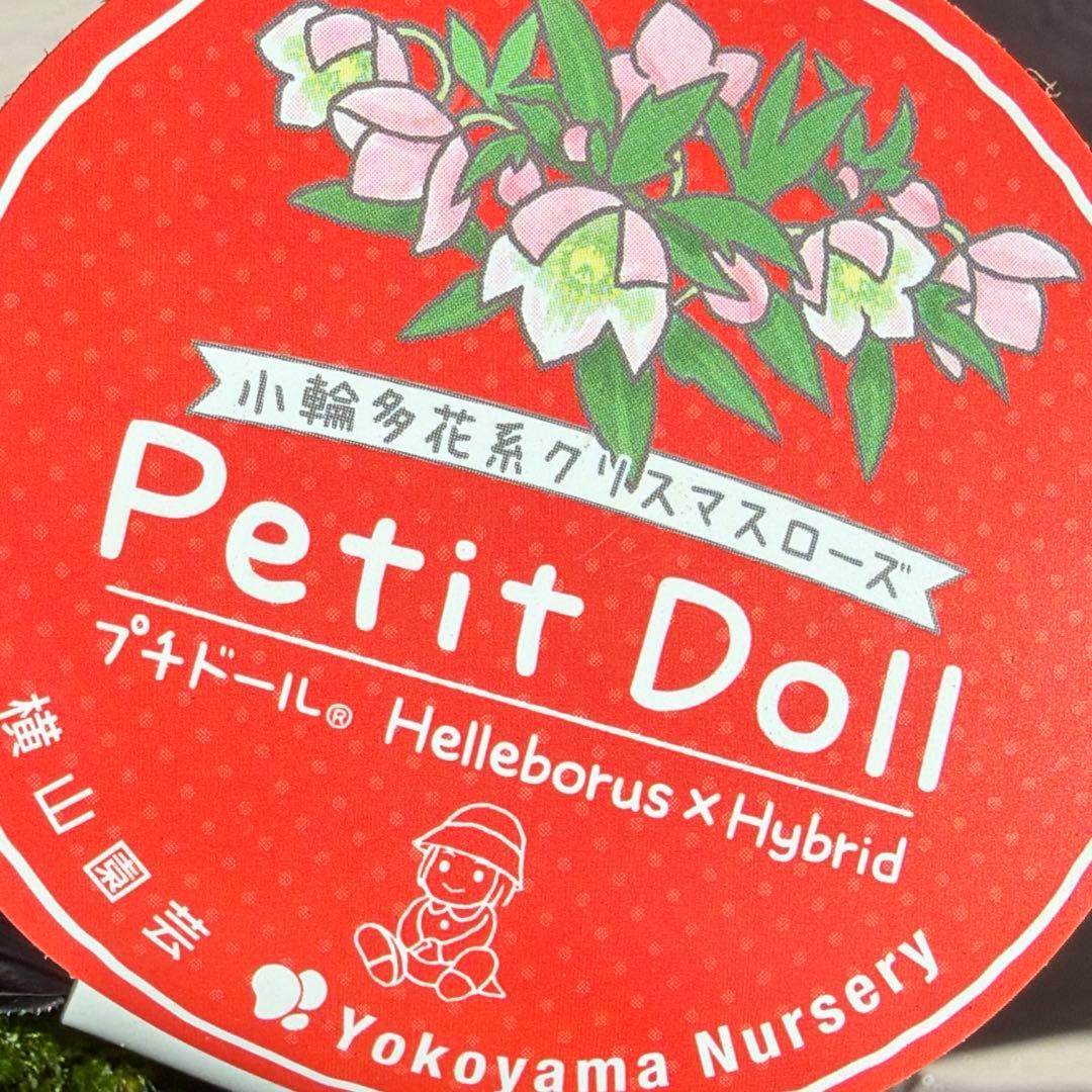 ご*ご様 【横山園芸】クリスマスローズ ベビードール（プチドール ）dd《1/1
