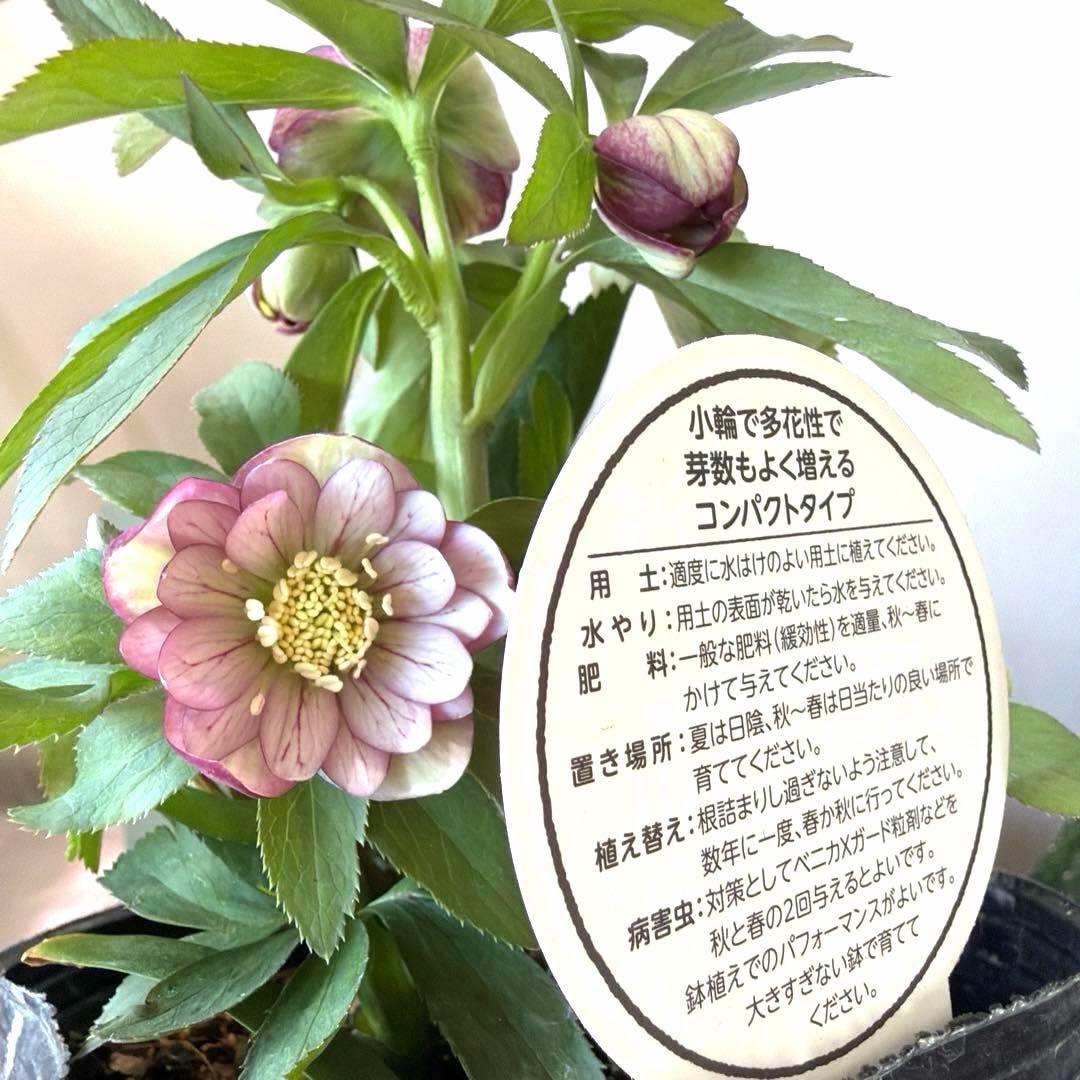 ご*ご様 【横山園芸】クリスマスローズ ベビードール（プチドール ）dd《1/1