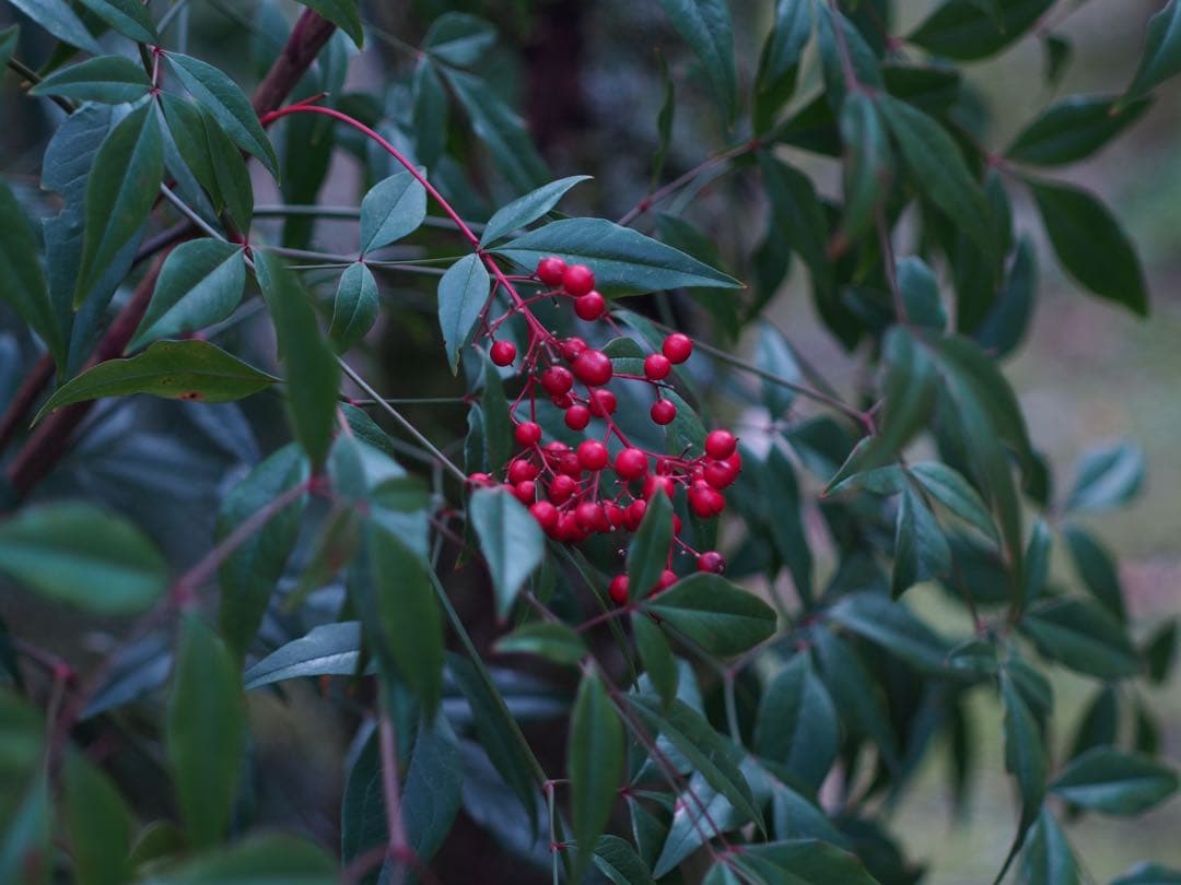 レンズ(単焦点) AstrHori 50mm f/1.8 - f/16