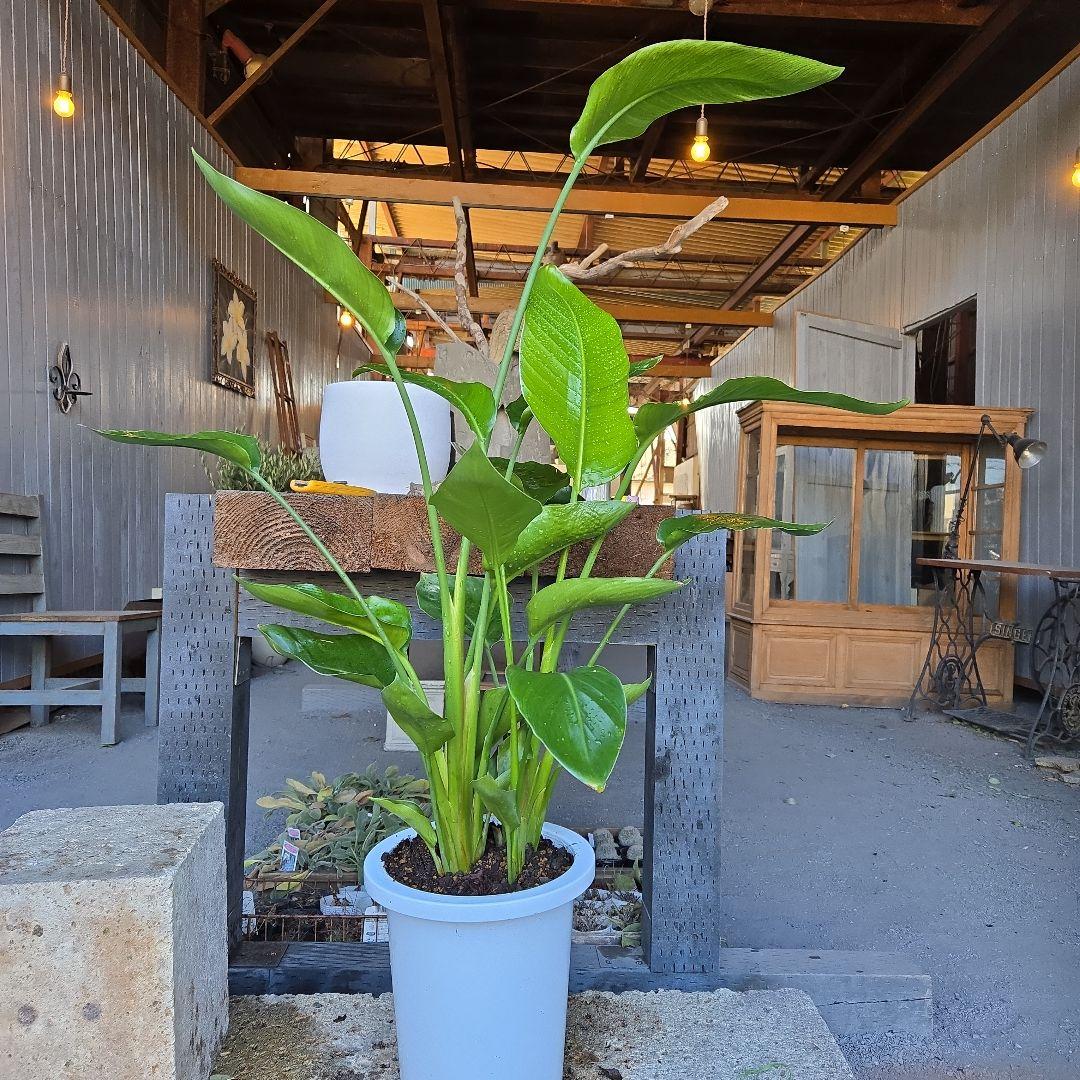 ③　ストレリチアオーガスタ　8号　４株植え特大苗木最高等級極上品‼️