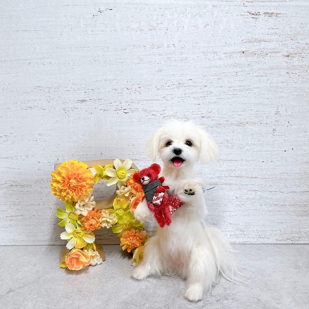 羊毛フェルト 犬 マルチーズ