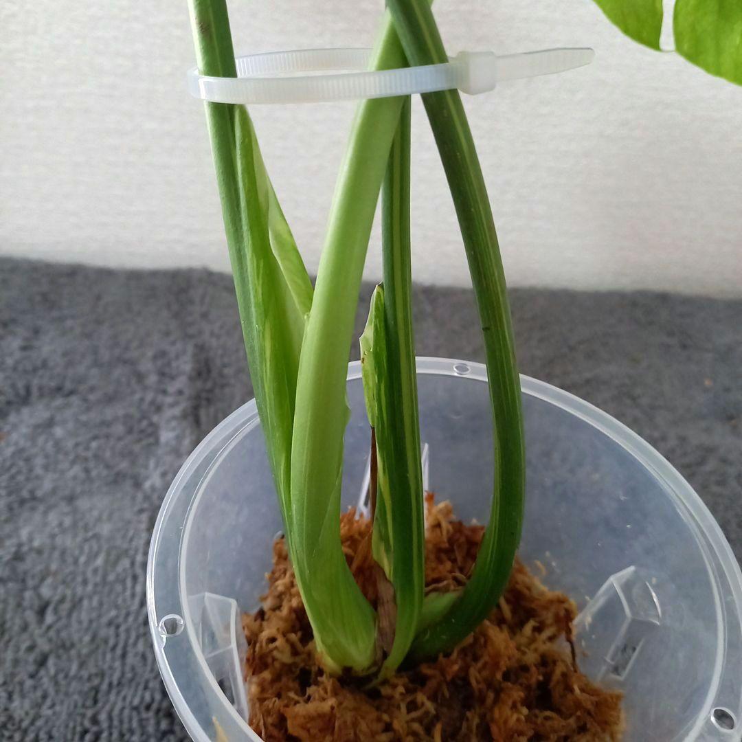 モンステラ デリシオーサ エレクトロライト