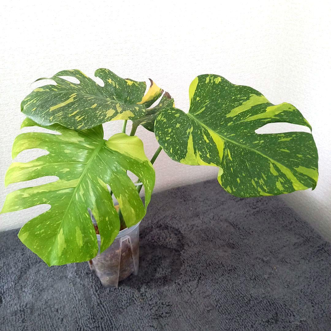 モンステラ デリシオーサ エレクトロライト