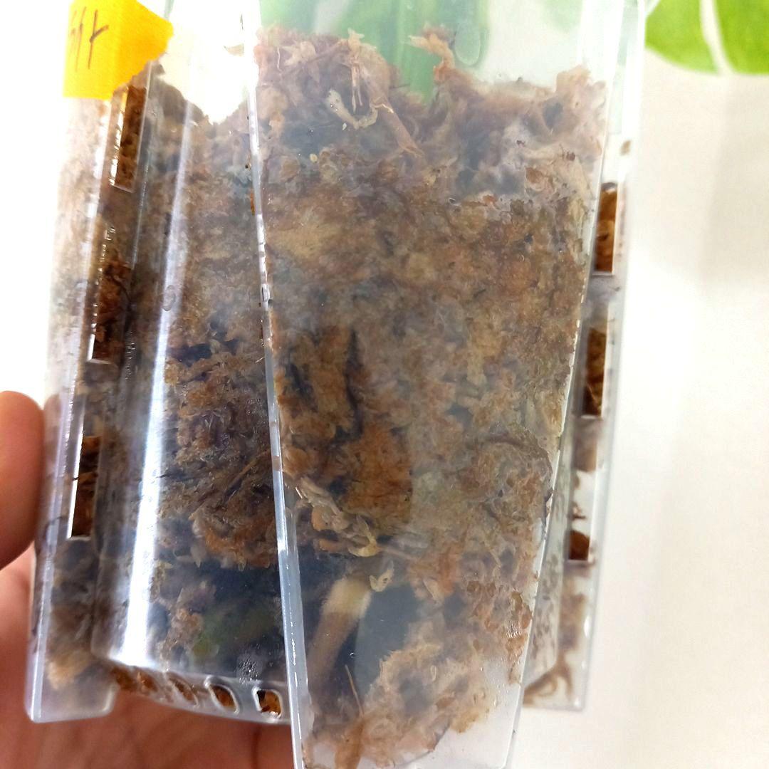 モンステラ デリシオーサ エレクトロライト