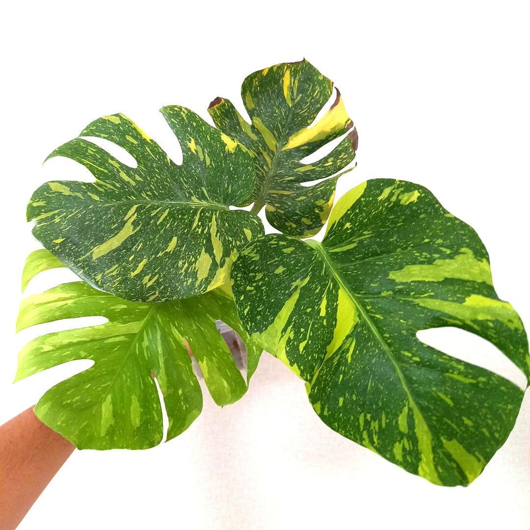 モンステラ デリシオーサ エレクトロライト