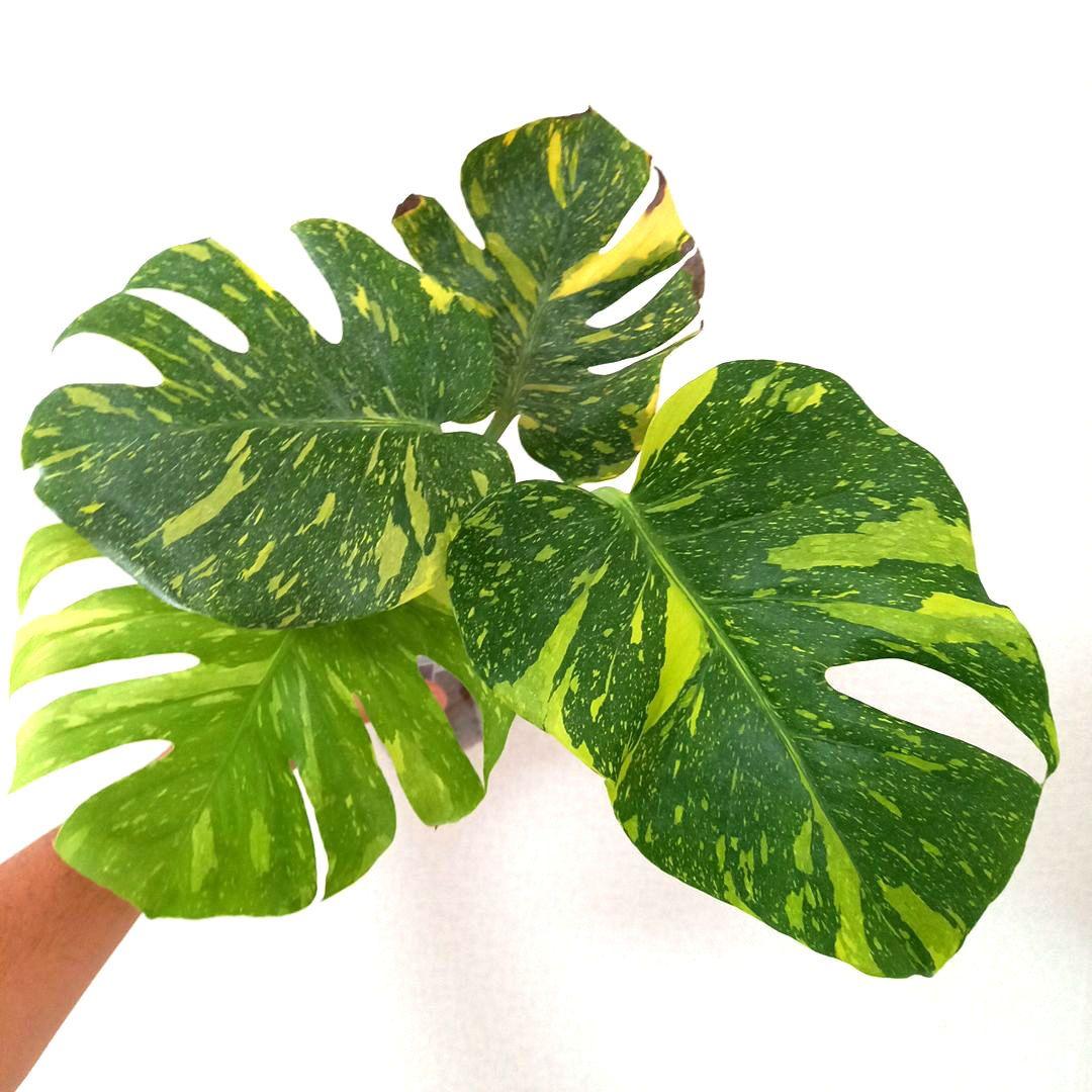 モンステラ デリシオーサ エレクトロライト