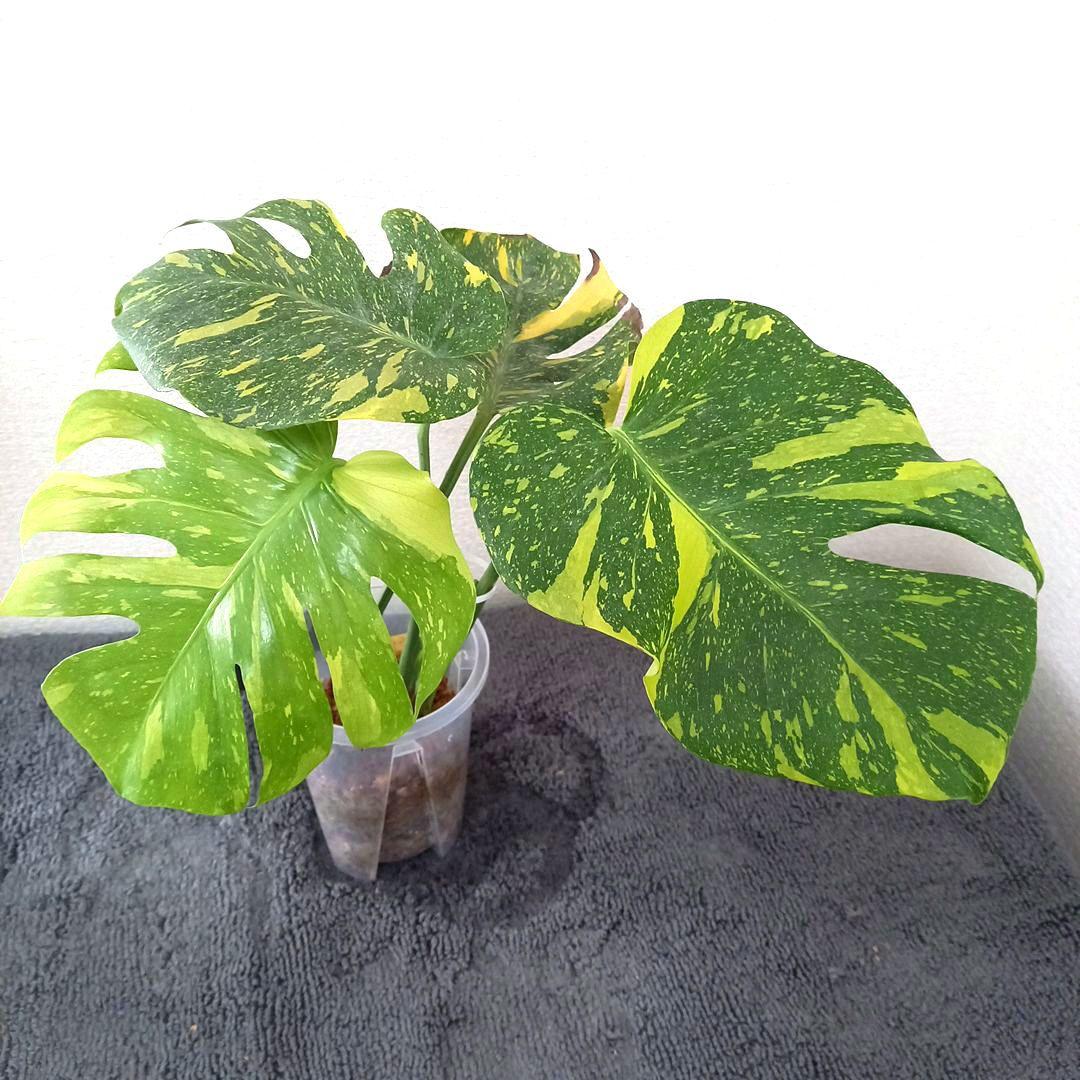 モンステラ デリシオーサ エレクトロライト