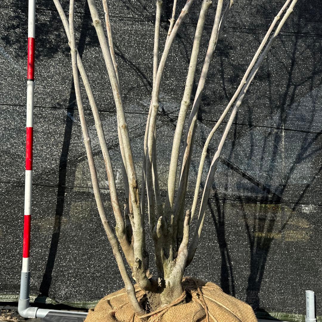 《お引き取り/本州配送可》特大極上天然木/ドウダンツツジ【現品限り】