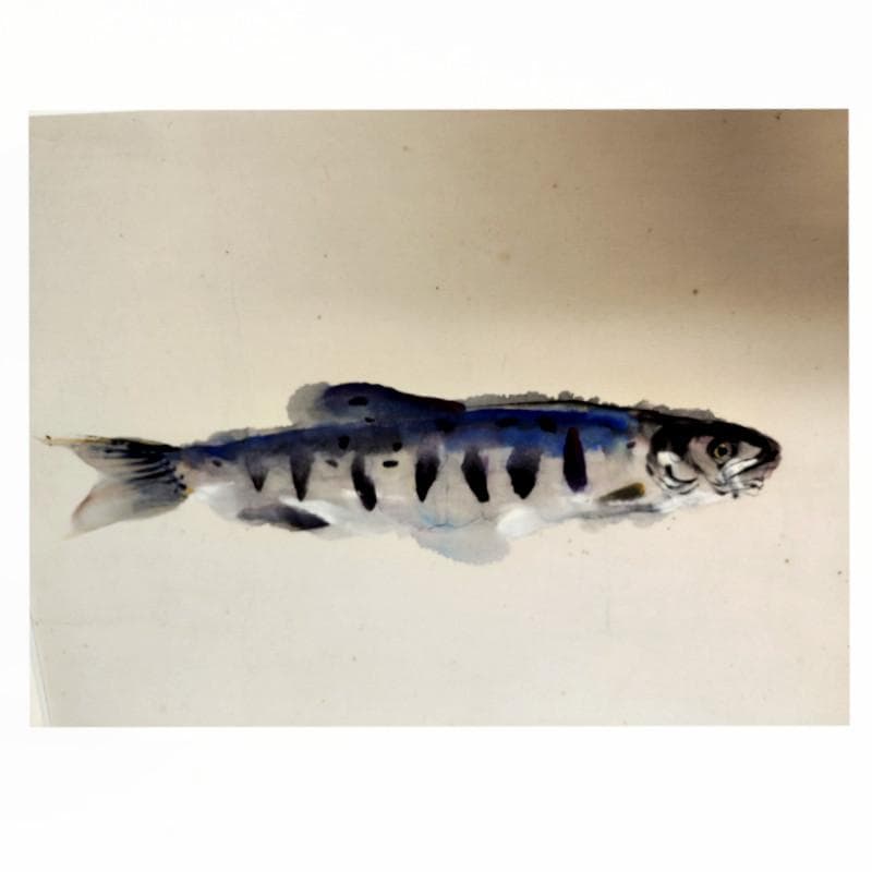 ☆上野山清貢☆　「やまめ」　水彩画　◇帝展特選・北海道新聞社文化賞◇