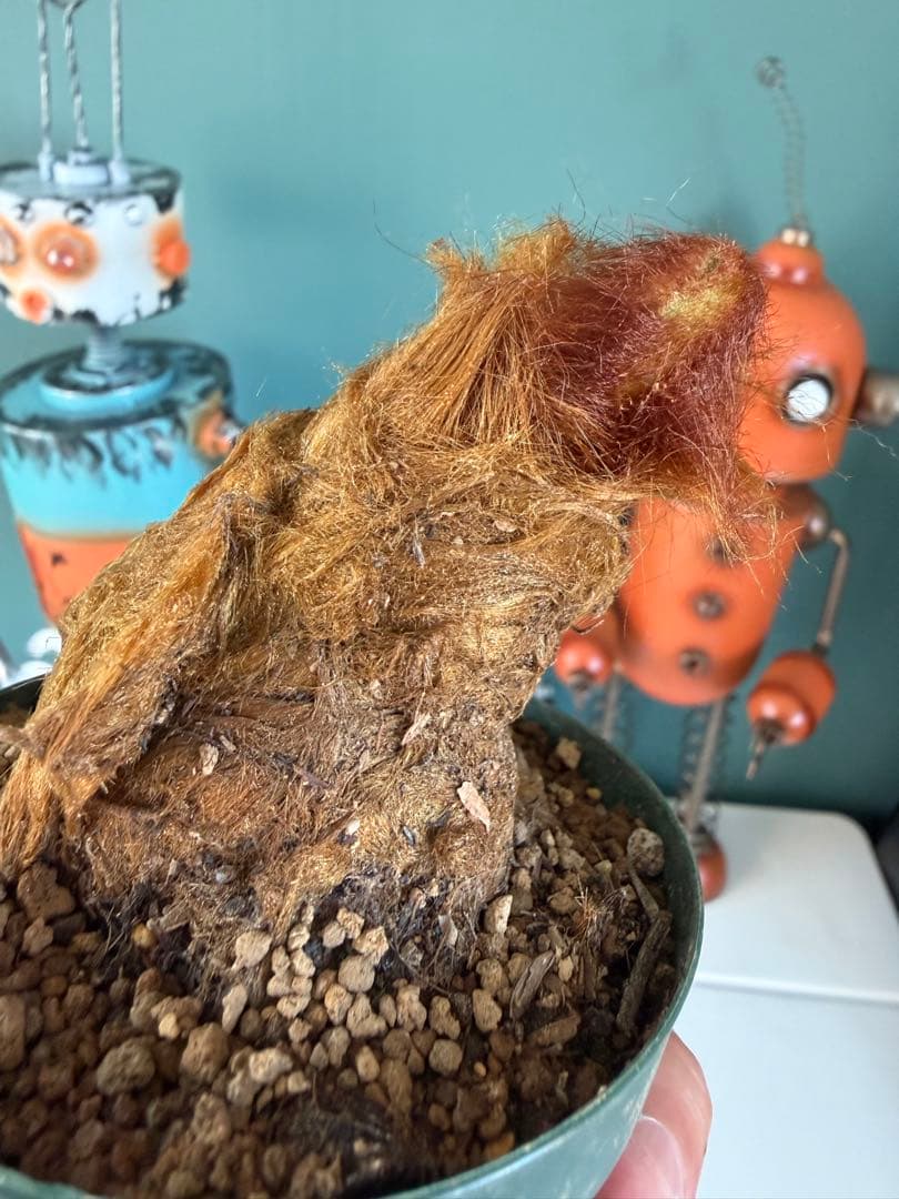 キンモウコウ / 沖縄山採り 金毛狗 ゴールデンチャウチャウ 希少