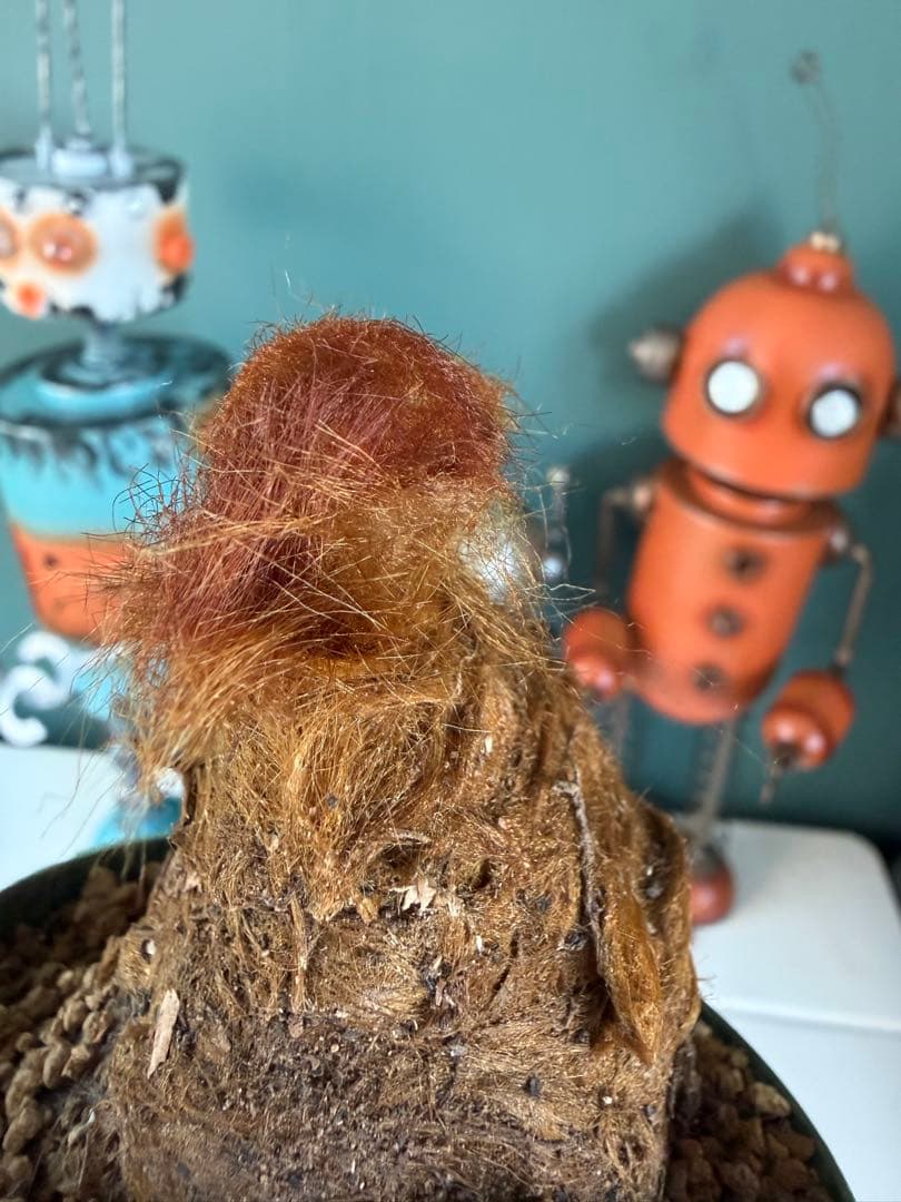 キンモウコウ / 沖縄山採り 金毛狗 ゴールデンチャウチャウ 希少