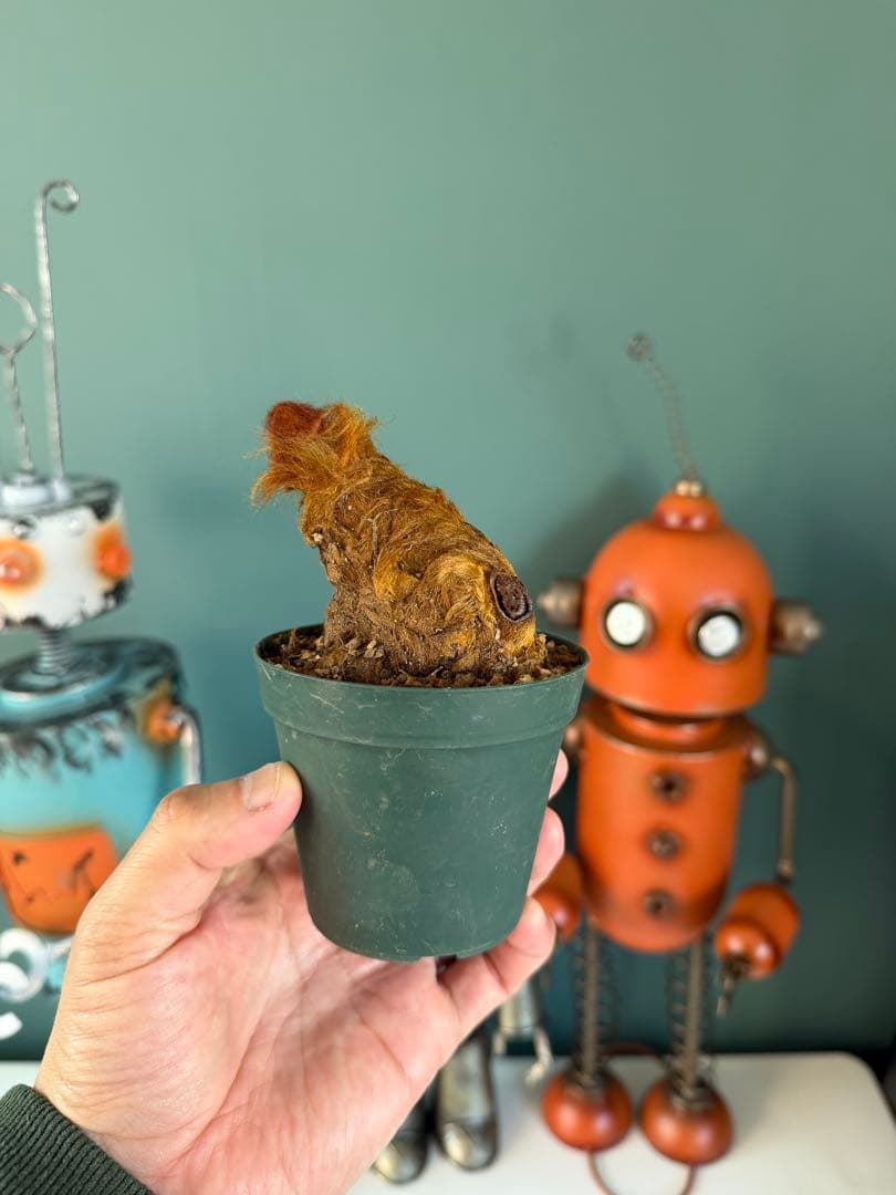 キンモウコウ / 沖縄山採り 金毛狗 ゴールデンチャウチャウ 希少