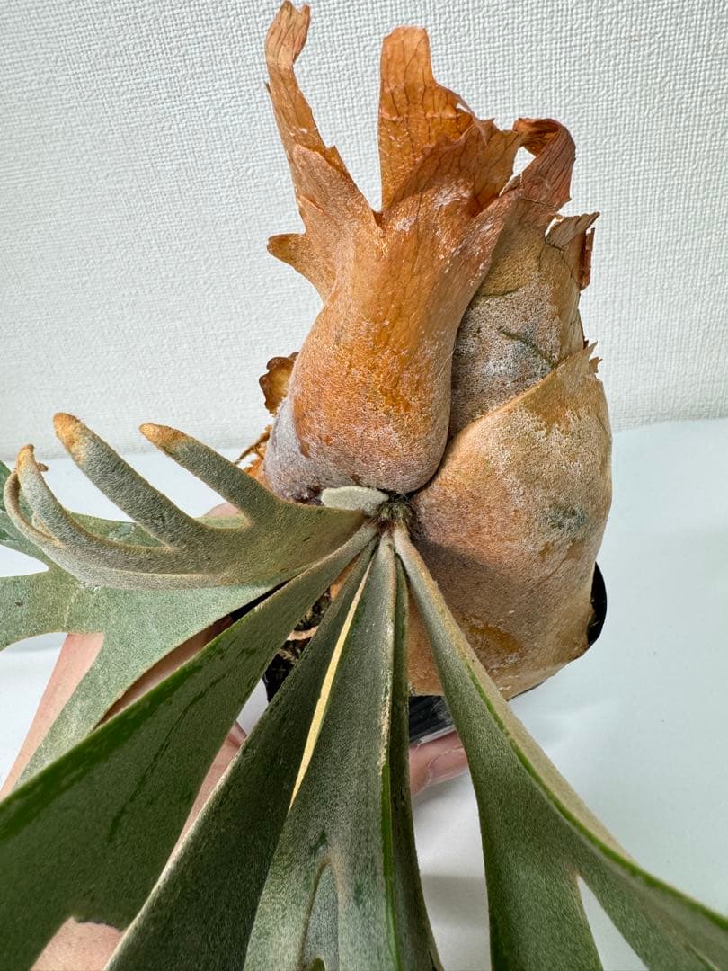 ビカクシダ P.willinckii Jade Girl (spore) Select