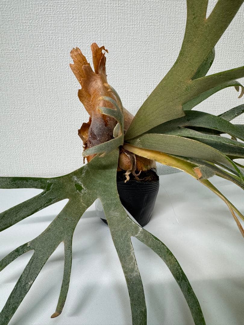 ビカクシダ P.willinckii Jade Girl (spore) Select