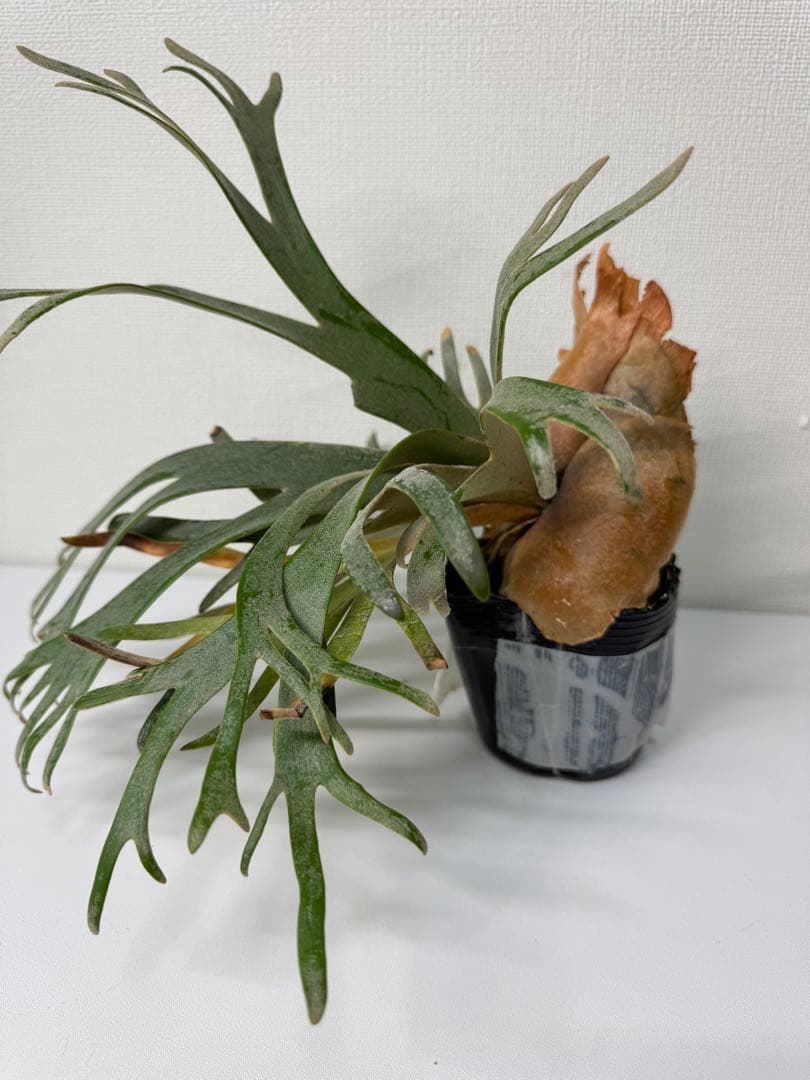 ビカクシダ P.willinckii Jade Girl (spore) Select