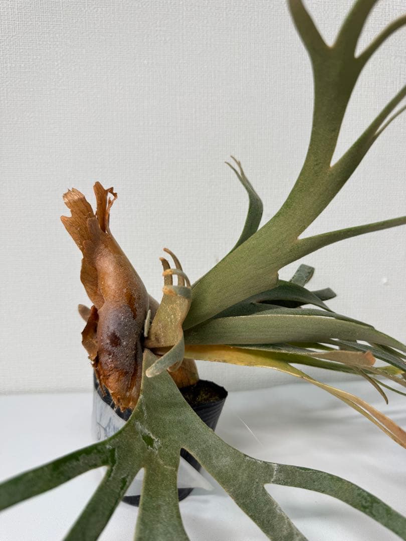 ビカクシダ P.willinckii Jade Girl (spore) Select