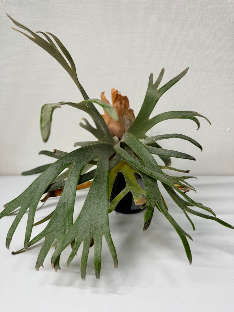 ビカクシダ P.willinckii Jade Girl (spore) Select