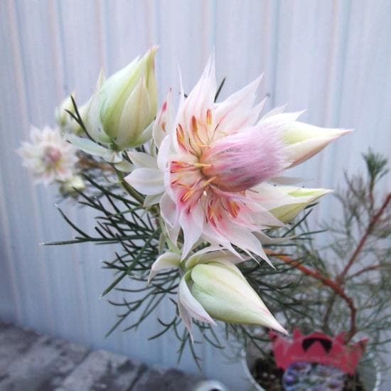 現物「ジョーイセルリア・ブラッシングブライト」６号　Serruria