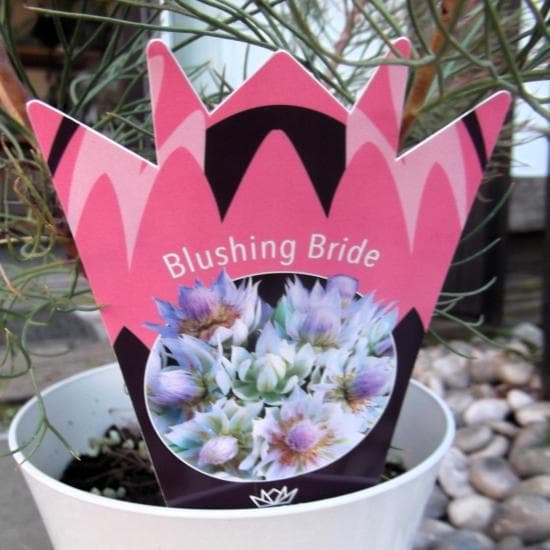 現物「ジョーイセルリア・ブラッシングブライト」６号　Serruria