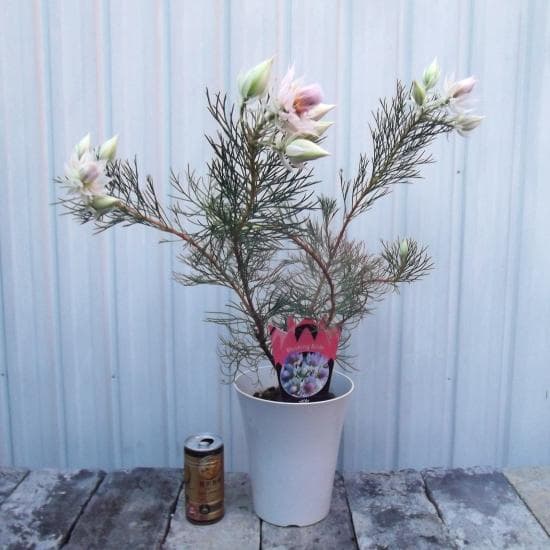 現物「ジョーイセルリア・ブラッシングブライト」６号　Serruria