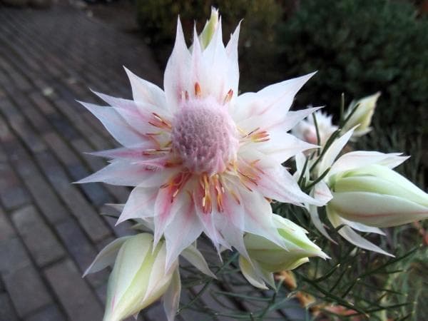 現物「ジョーイセルリア・ブラッシングブライト」６号　Serruria