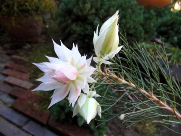 現物「ジョーイセルリア・ブラッシングブライト」６号　Serruria