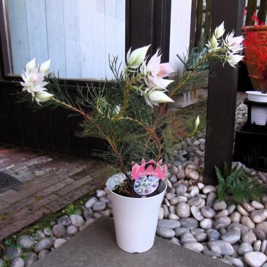 現物「ジョーイセルリア・ブラッシングブライト」６号　Serruria